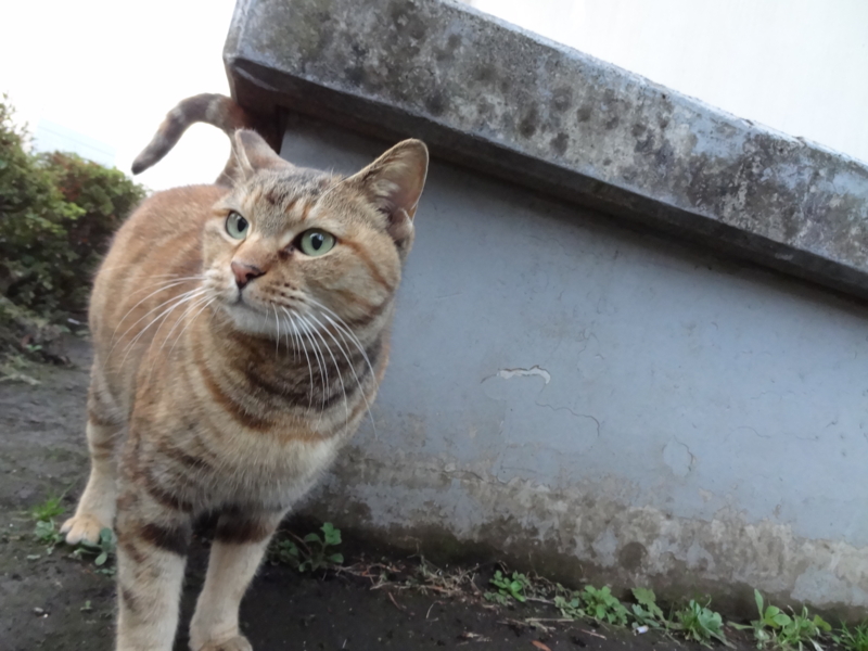 f:id:shigeo-t:20150117100819j:plain