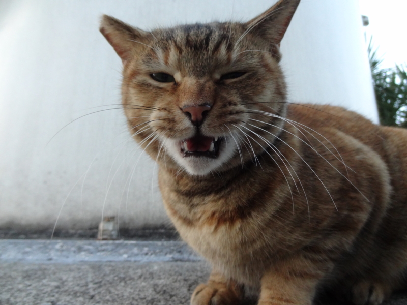 f:id:shigeo-t:20150117101623j:plain