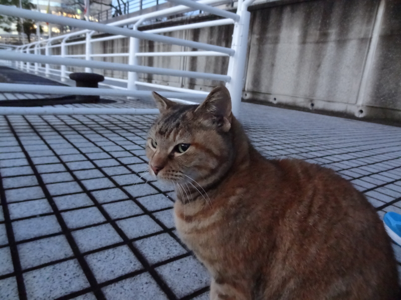 f:id:shigeo-t:20150117102108j:plain