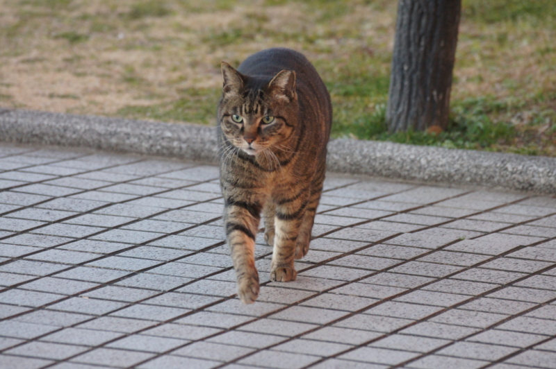 f:id:shigeo-t:20150206050518j:plain