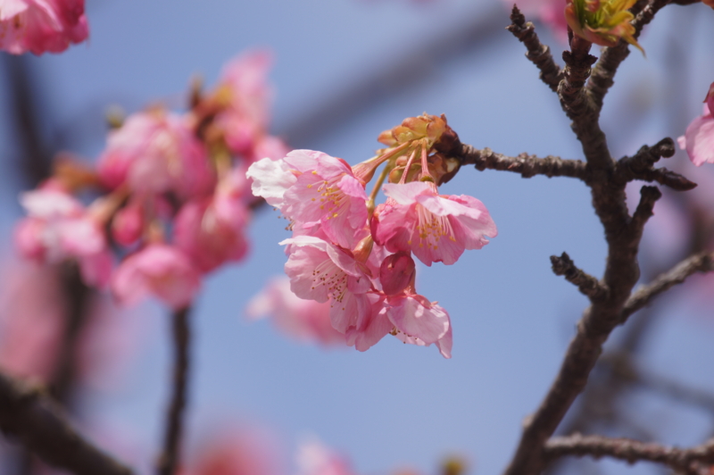 f:id:shigeo-t:20150222065352j:plain