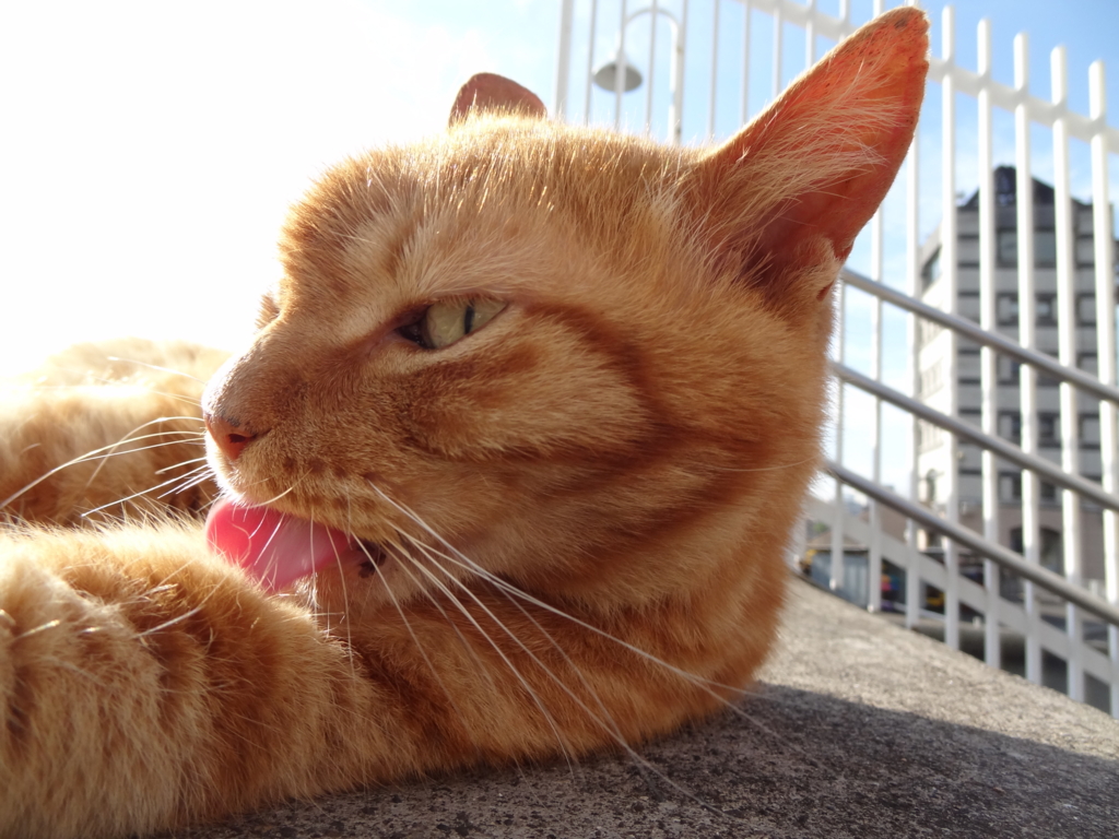 f:id:shigeo-t:20150708032706j:plain