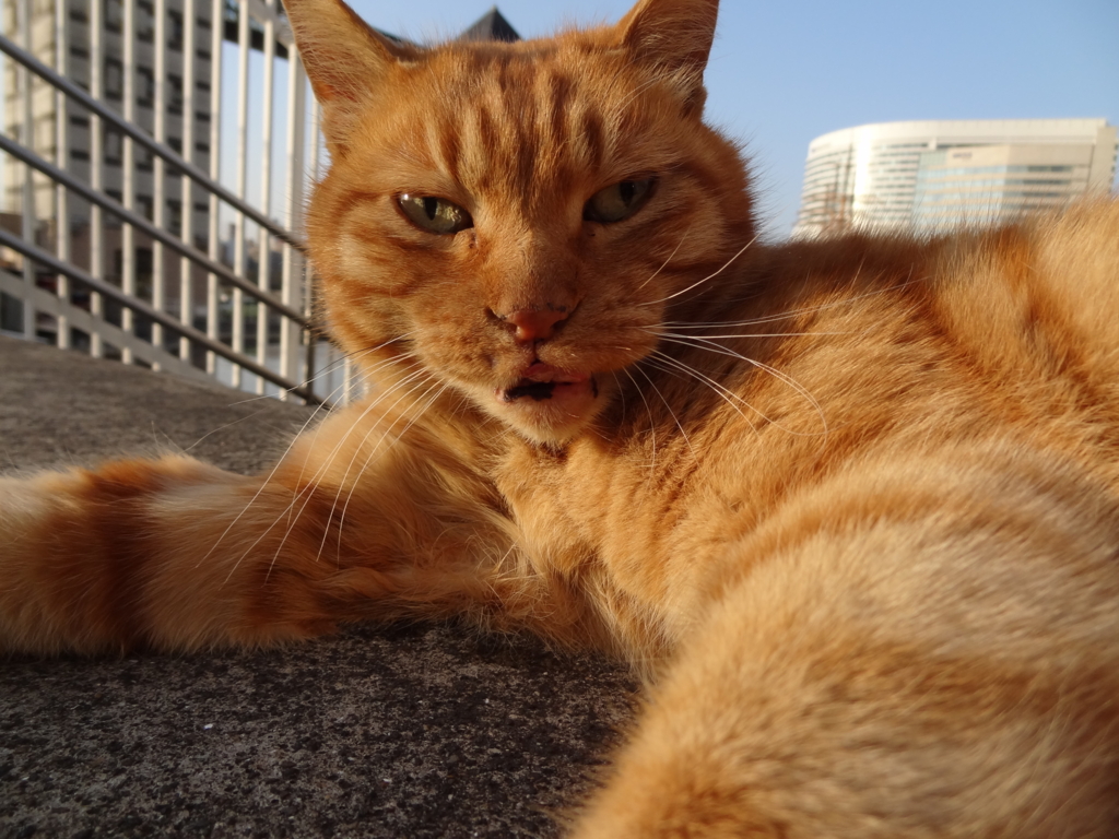 f:id:shigeo-t:20150708033028j:plain