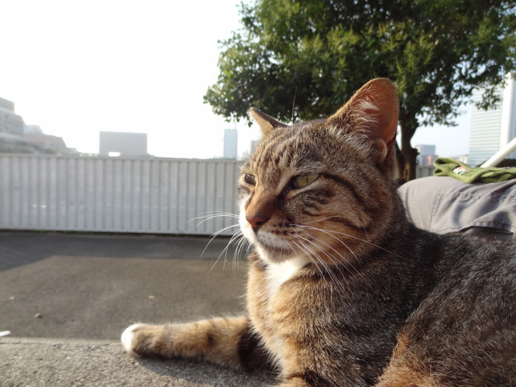 f:id:shigeo-t:20150713030801j:plain f:id:shigeo-t:20150713030801j:plain