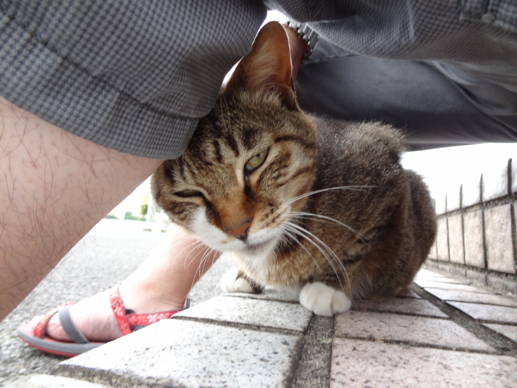 f:id:shigeo-t:20150713033331j:plain f:id:shigeo-t:20150713033331j:plain