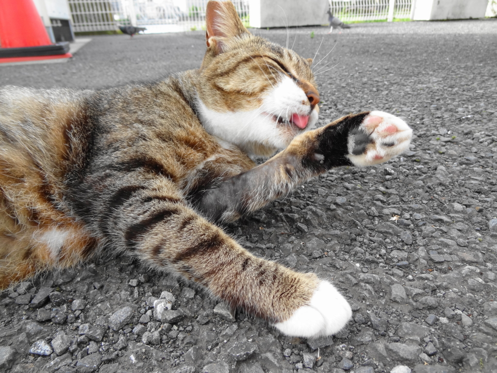 f:id:shigeo-t:20150719040042j:plain