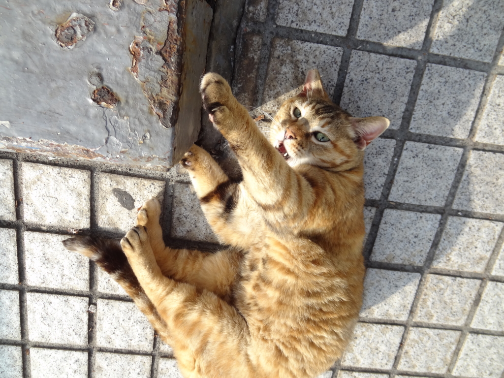 f:id:shigeo-t:20150719041255j:plain