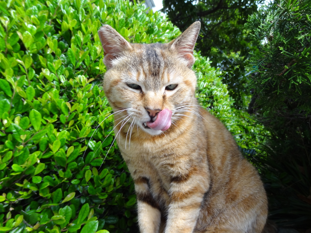 f:id:shigeo-t:20150719041540j:plain