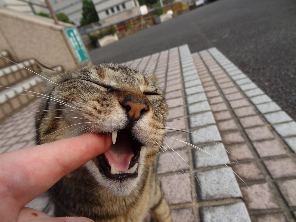 f:id:shigeo-t:20150719041854j:plain