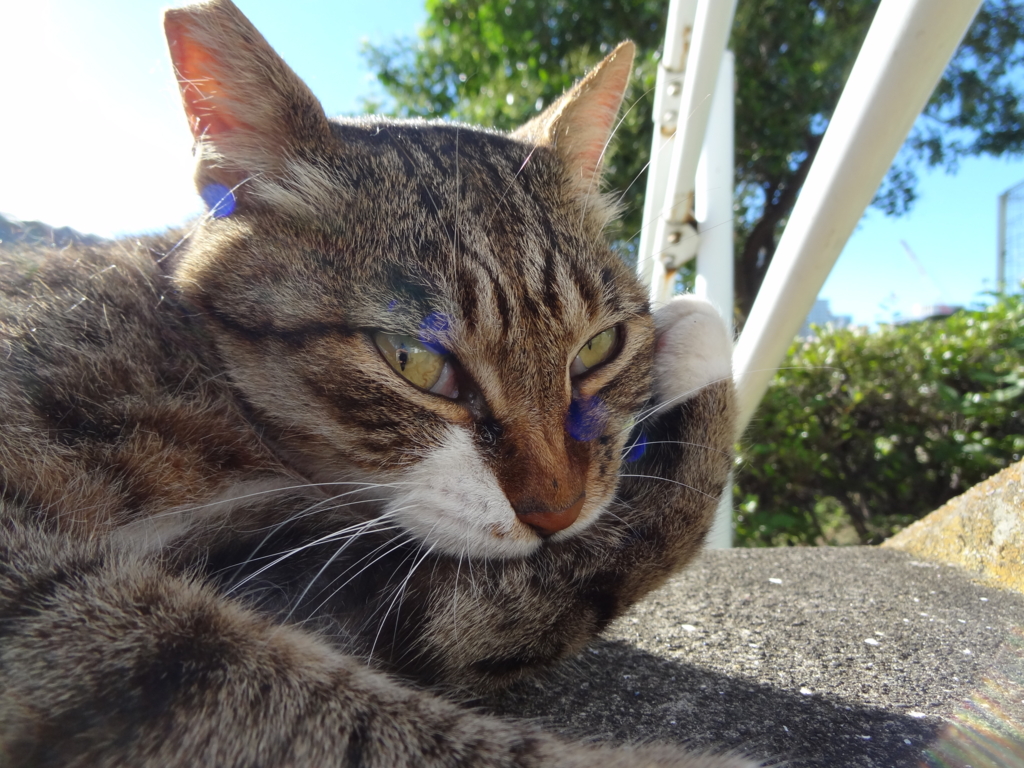 f:id:shigeo-t:20150723043421j:plain