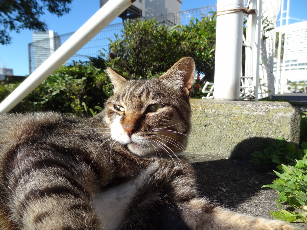 f:id:shigeo-t:20150723043804j:plain