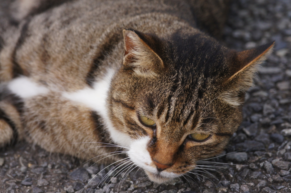 f:id:shigeo-t:20150901034536j:plain f:id:shigeo-t:20150901034536j:plain