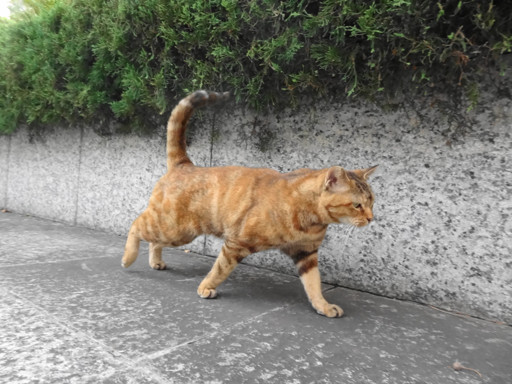 f:id:shigeo-t:20151007035123j:plain f:id:shigeo-t:20151007035123j:plain