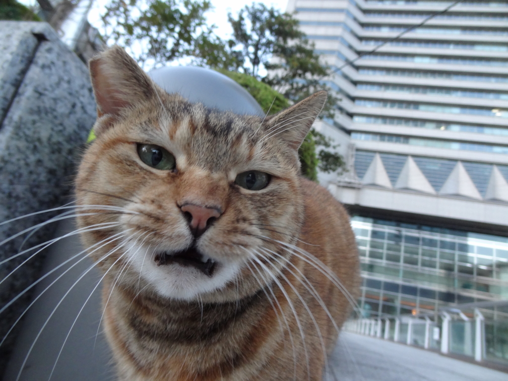 f:id:shigeo-t:20151115043434j:plain