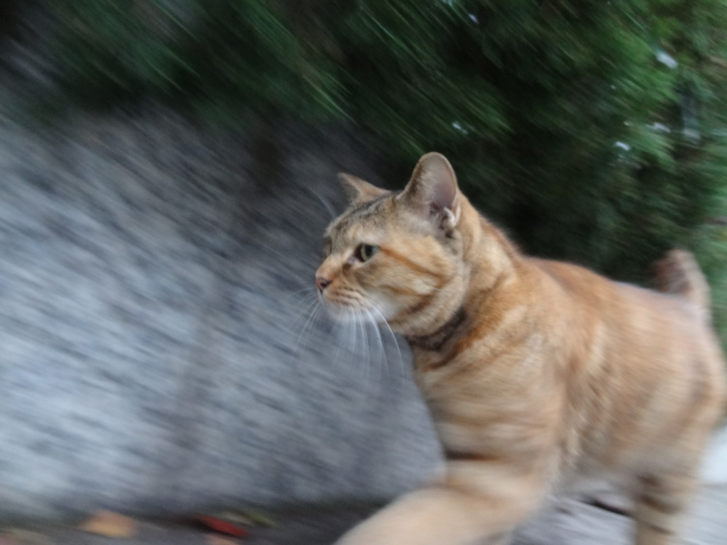 f:id:shigeo-t:20151115050719j:plain f:id:shigeo-t:20151115050719j:plain
