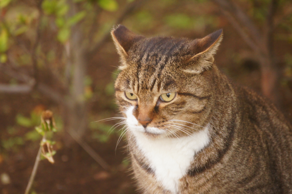 f:id:shigeo-t:20151130032156j:plain