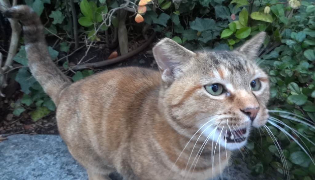 f:id:shigeo-t:20151130033051p:plain