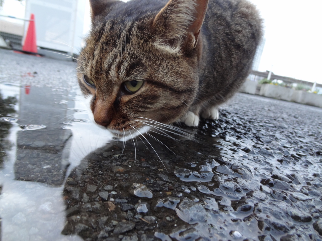 f:id:shigeo-t:20151130033220j:plain