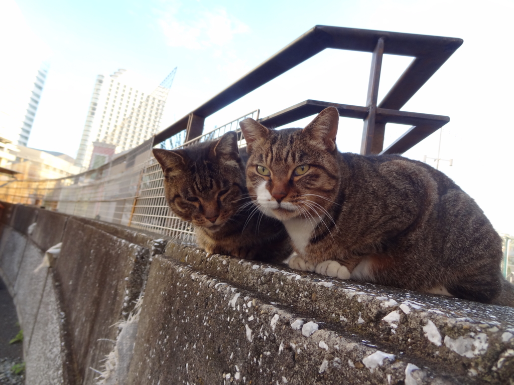 f:id:shigeo-t:20151130033745j:plain