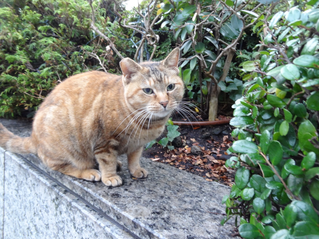 f:id:shigeo-t:20151203030610j:plain f:id:shigeo-t:20151203030610j:plain