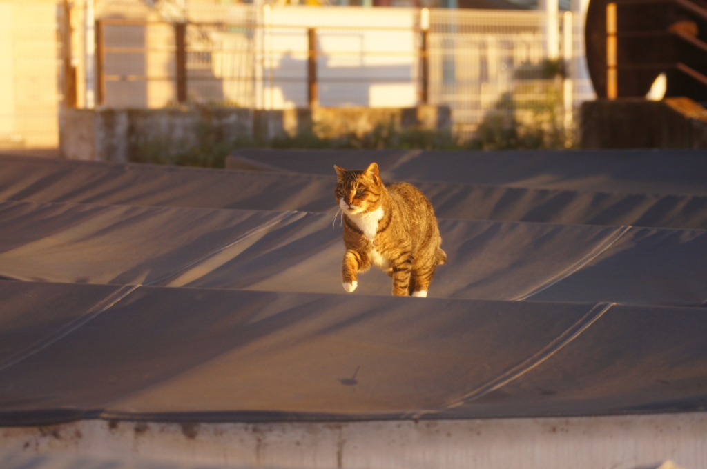 f:id:shigeo-t:20151203033714j:plain f:id:shigeo-t:20151203033714j:plain
