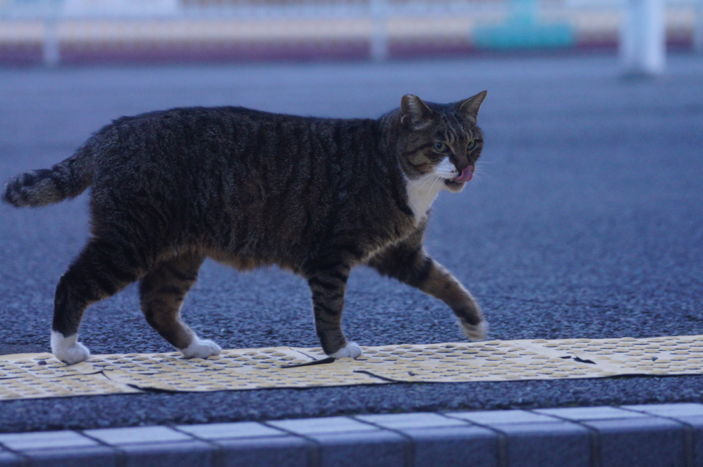 f:id:shigeo-t:20151212041105j:plain