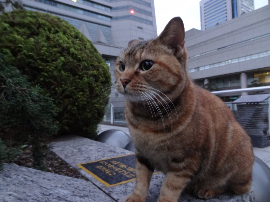 f:id:shigeo-t:20151216034320j:plain f:id:shigeo-t:20151216034320j:plain