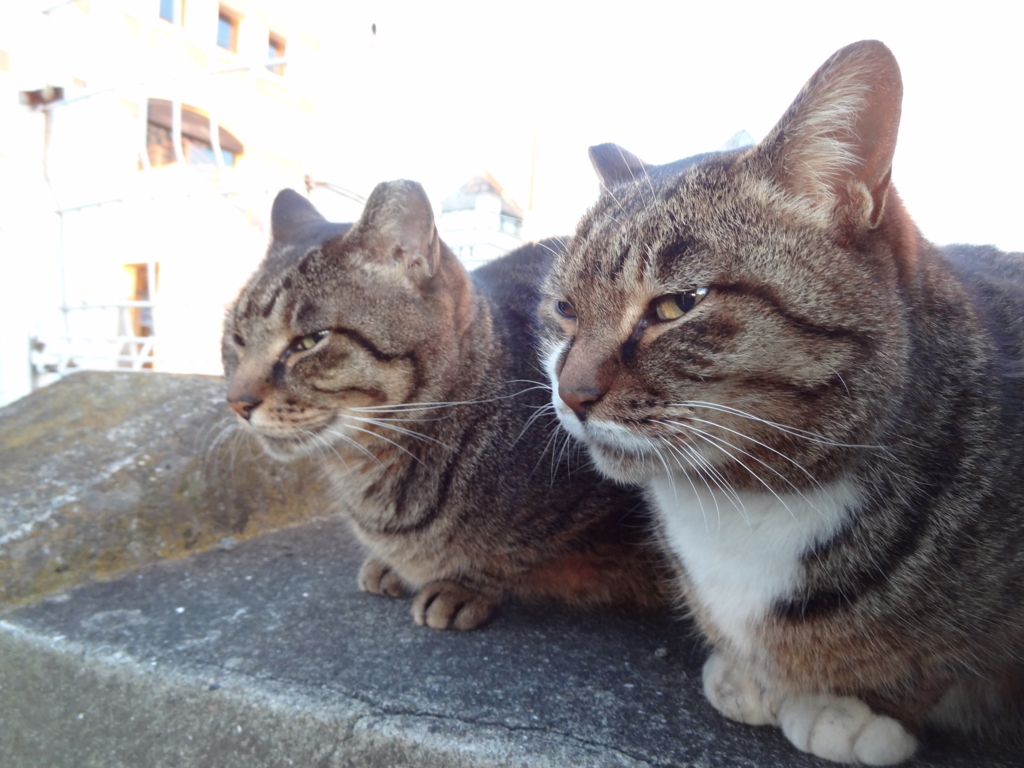 f:id:shigeo-t:20151216040153j:plain f:id:shigeo-t:20151216040153j:plain