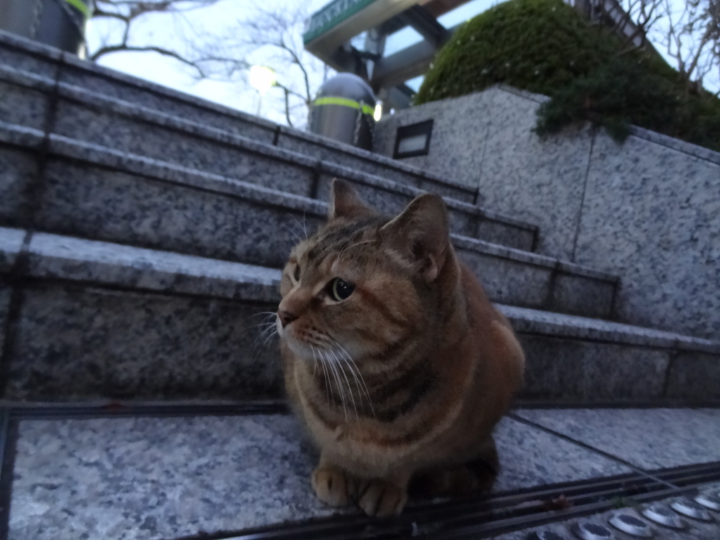 f:id:shigeo-t:20151217033527j:plain f:id:shigeo-t:20151217033527j:plain