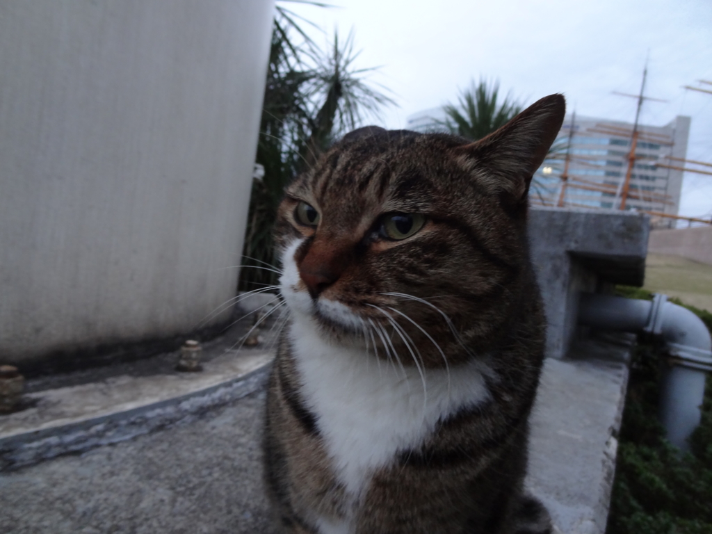 f:id:shigeo-t:20151217033703j:plain f:id:shigeo-t:20151217033703j:plain