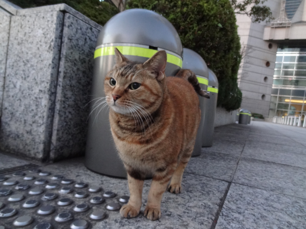 f:id:shigeo-t:20151217034044j:plain f:id:shigeo-t:20151217034044j:plain