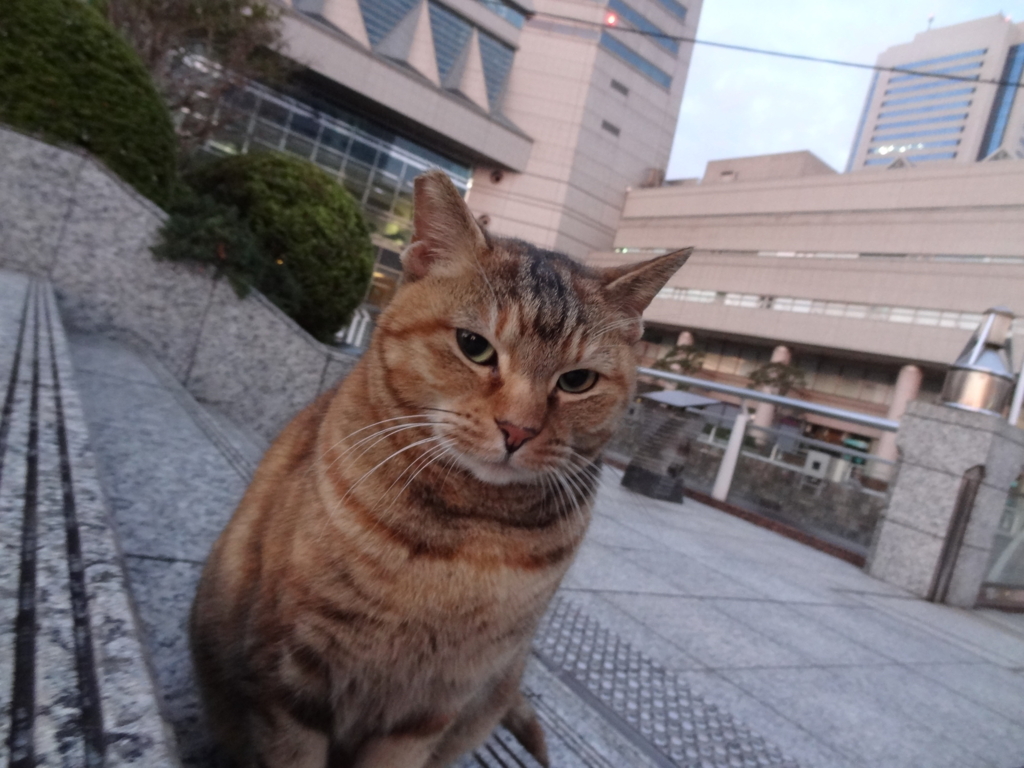 f:id:shigeo-t:20151217035334j:plain f:id:shigeo-t:20151217035334j:plain
