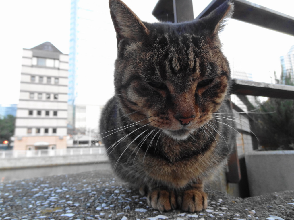 f:id:shigeo-t:20151217035459j:plain f:id:shigeo-t:20151217035459j:plain