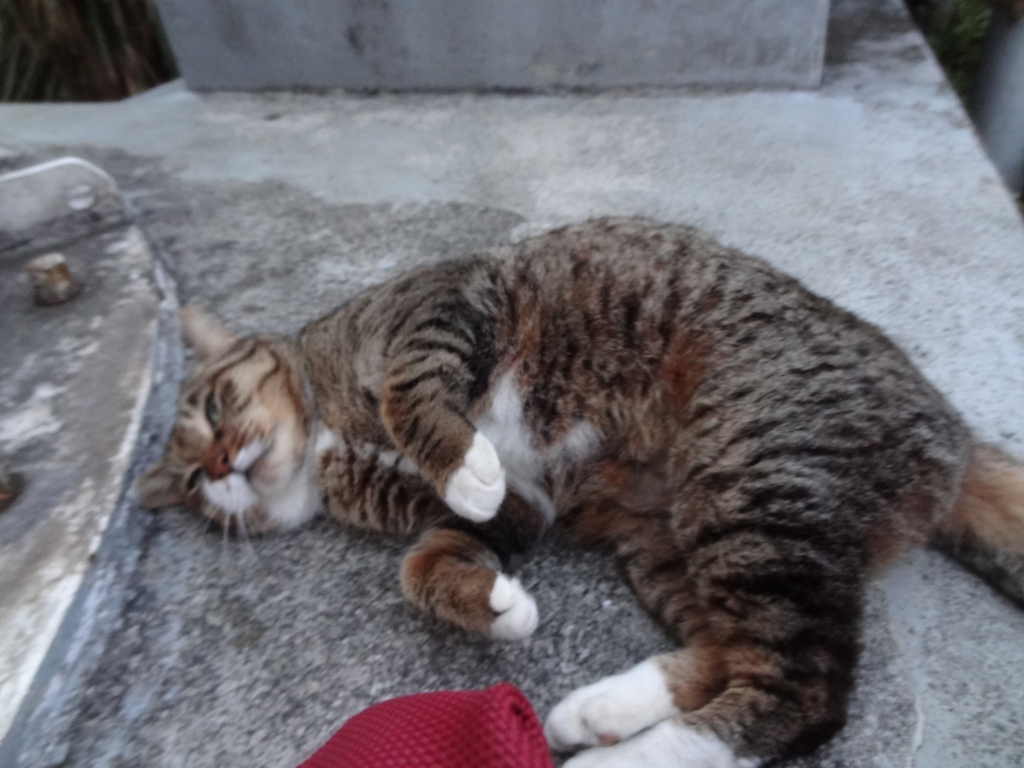 f:id:shigeo-t:20151217040450j:plain f:id:shigeo-t:20151217040450j:plain