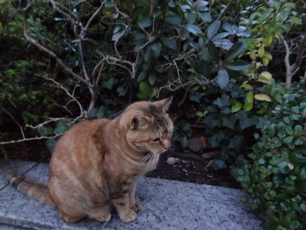 f:id:shigeo-t:20151217041030j:plain f:id:shigeo-t:20151217041030j:plain