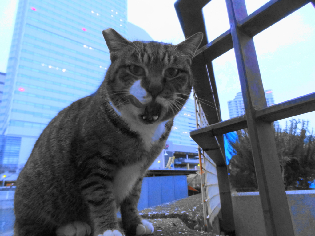 f:id:shigeo-t:20151217041117j:plain f:id:shigeo-t:20151217041117j:plain