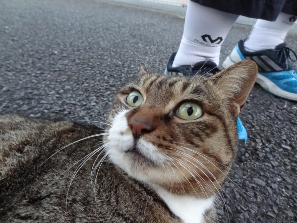 f:id:shigeo-t:20151230040455j:plain f:id:shigeo-t:20151230040455j:plain