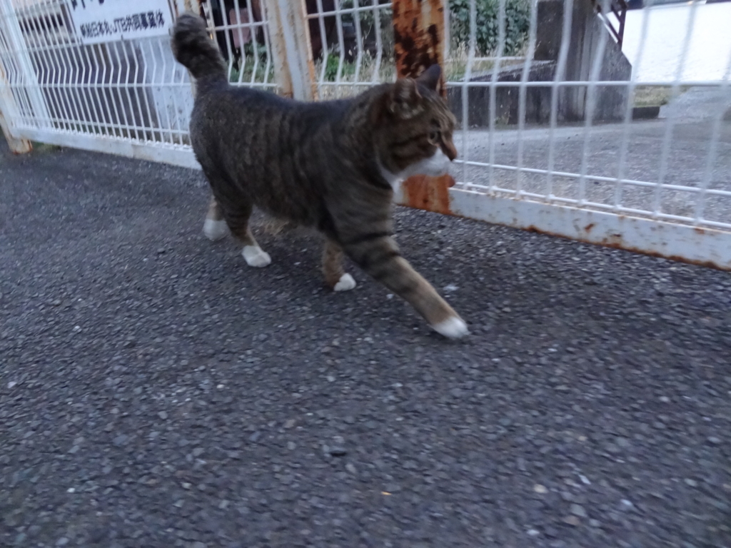 f:id:shigeo-t:20151230045255j:plain f:id:shigeo-t:20151230045255j:plain