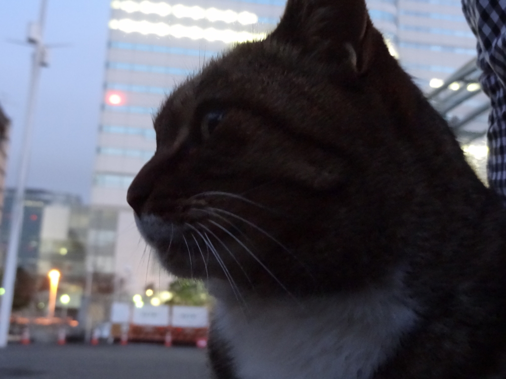 f:id:shigeo-t:20151231031701j:plain f:id:shigeo-t:20151231031701j:plain