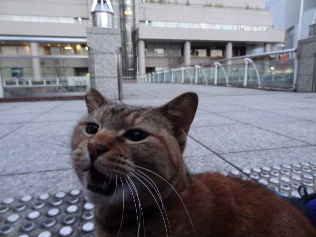 f:id:shigeo-t:20151231031742j:plain f:id:shigeo-t:20151231031742j:plain