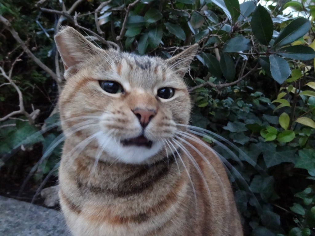 f:id:shigeo-t:20151231031838j:plain f:id:shigeo-t:20151231031838j:plain