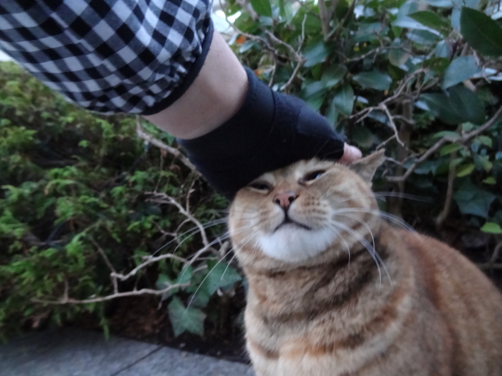 f:id:shigeo-t:20151231031841j:plain f:id:shigeo-t:20151231031841j:plain