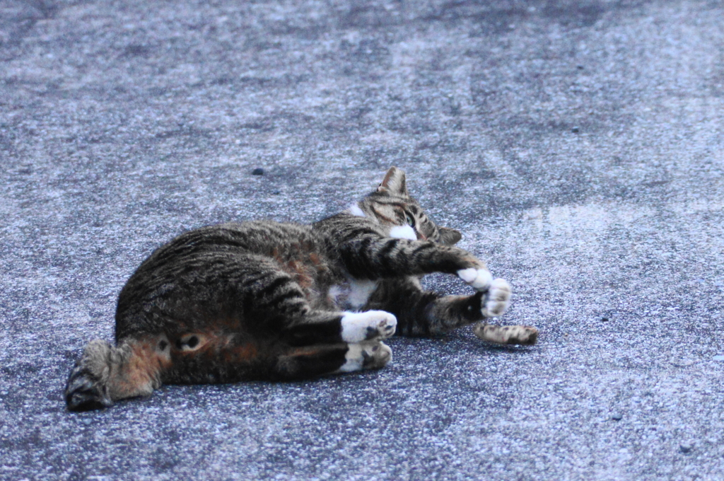 f:id:shigeo-t:20151231032338j:plain f:id:shigeo-t:20151231032338j:plain