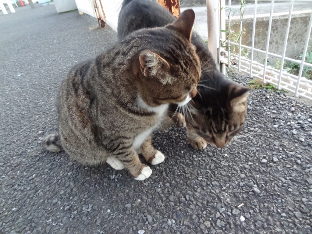 f:id:shigeo-t:20151231033159j:plain f:id:shigeo-t:20151231033159j:plain