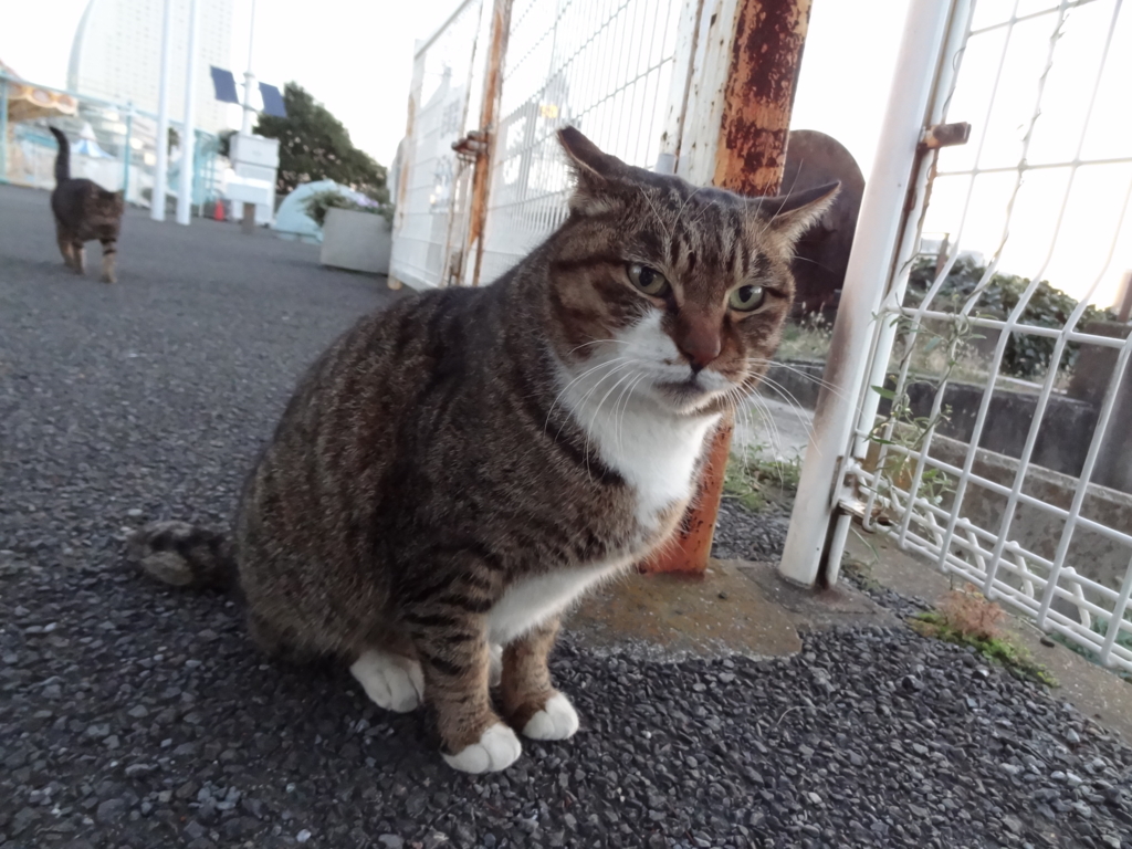 f:id:shigeo-t:20151231033255j:plain f:id:shigeo-t:20151231033255j:plain