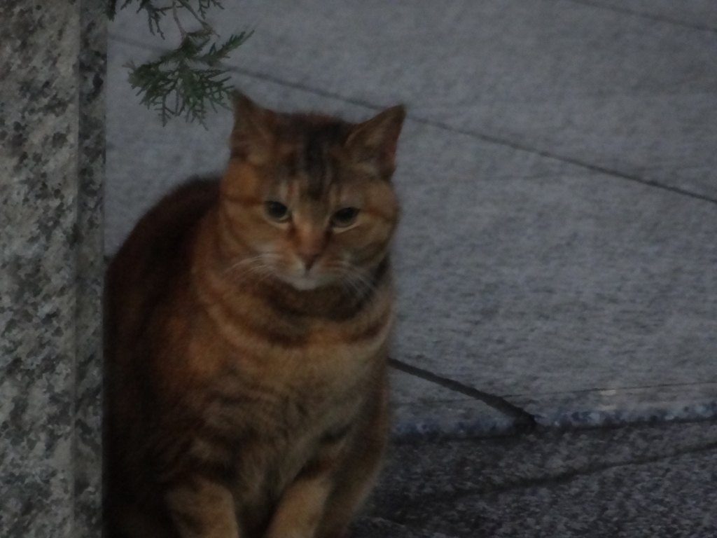 f:id:shigeo-t:20151231033715j:plain f:id:shigeo-t:20151231033715j:plain