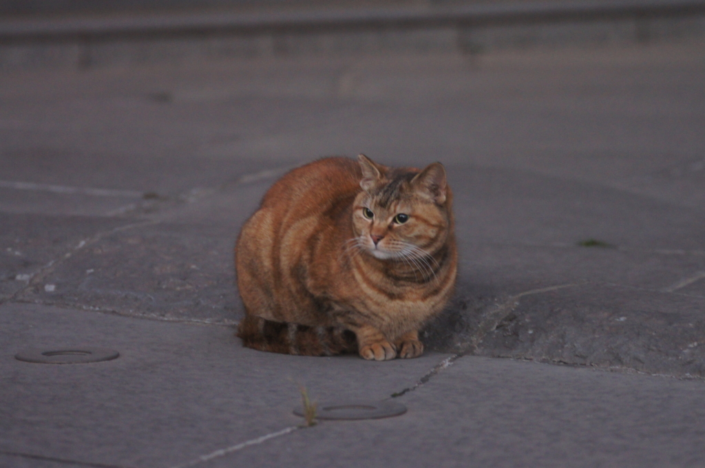f:id:shigeo-t:20151231094334j:plain f:id:shigeo-t:20151231094334j:plain
