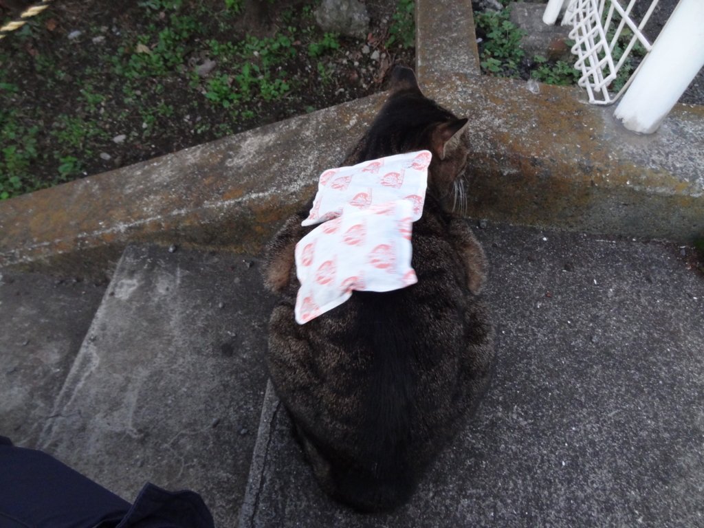 f:id:shigeo-t:20151231094604j:plain f:id:shigeo-t:20151231094604j:plain