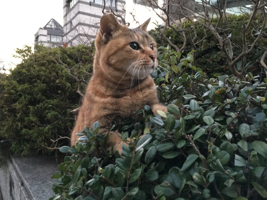 f:id:shigeo-t:20160116040721j:plain f:id:shigeo-t:20160116040721j:plain