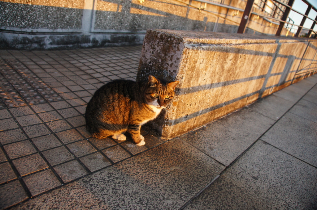 f:id:shigeo-t:20160116042245j:plain f:id:shigeo-t:20160116042245j:plain